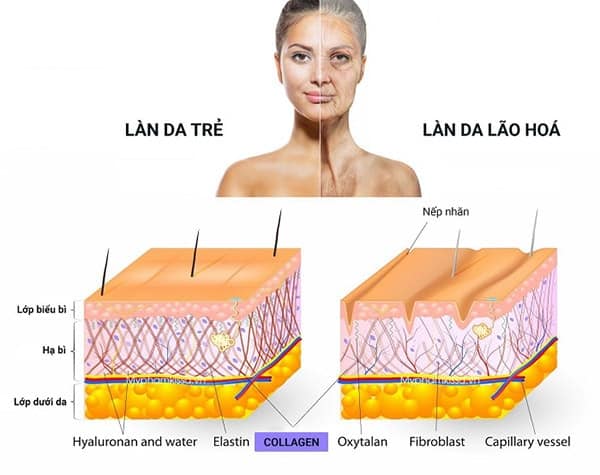 Lợi ích của collagen với sức khỏe của da